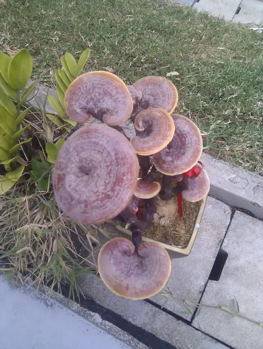 Rotbraun glänzender, fächerförmiger Fruchtkörper des Reishi (Ganoderma lingzhi).