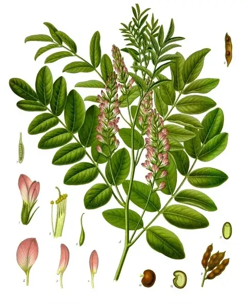 Botanische Farbtafel des Süßholzes mit blühendem Spross, gefiederten Blättern und Wurzel aus Köhlers Medizinal-Pflanzen