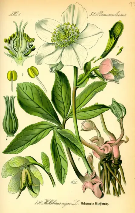 Foto von Schneerose