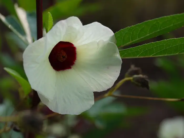 Hibiscus sabdariffa (Roselle) mit roten Kelchblättern