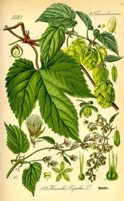 Foto von Echter Hopfen