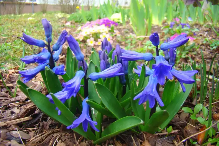 Foto von Gartenhyazinthe