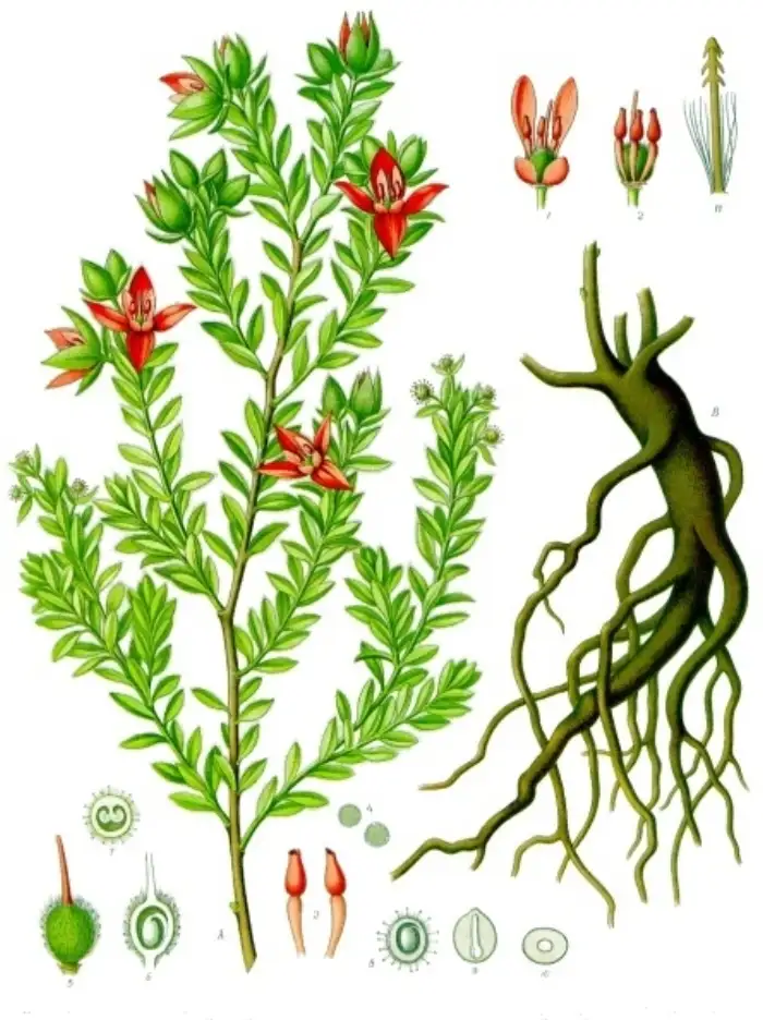 Botanische Tafel der Ratanhia (Krameria lappacea) aus Koehlers Medizinal-Pflanzen mit Zweig, Blüten und der gerbstoffreichen Wurzel.
