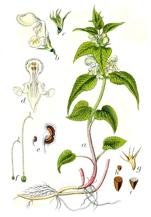 Botanische Tafel der Weißen Taubnessel (Lamium album) mit weißen Lippenblüten und gezähnten Blättern, Jacob Sturm 1796.