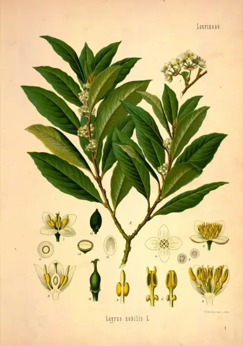 Foto von Echter Lorbeer