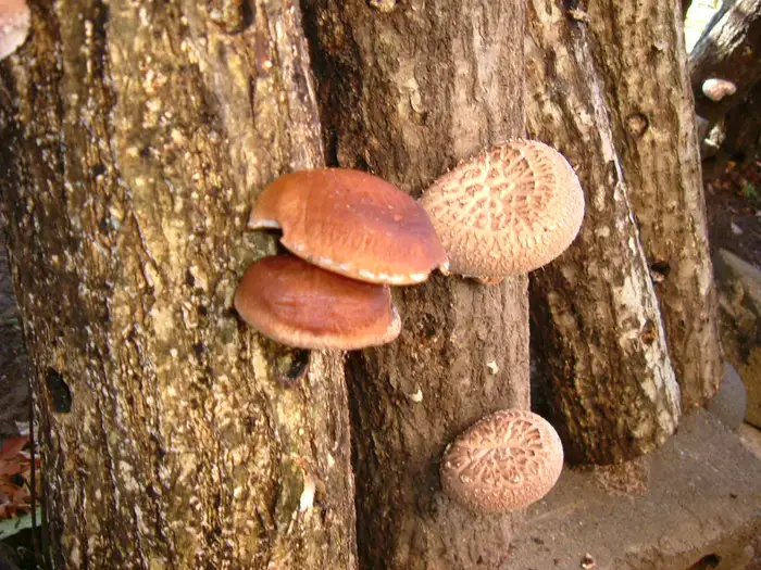 Shiitake-Pilze (Lentinula edodes), die auf einem Konara-Holzstamm wachsen