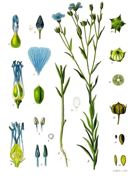 Botanische Farbtafel des Leins mit blühender Pflanze, Blüte, Kapselfrucht und Samen aus Köhlers Medizinal-Pflanzen