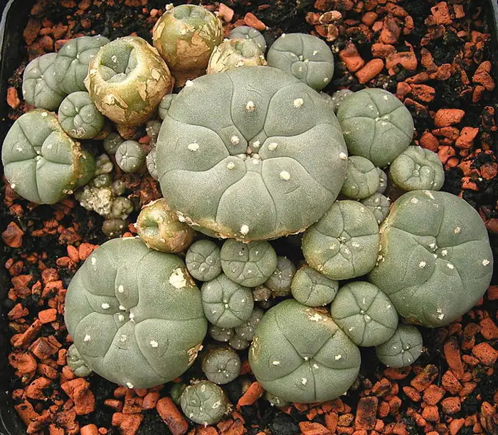 Stacheloser, blaugrüner Peyote-Kaktus (Lophophora williamsii)