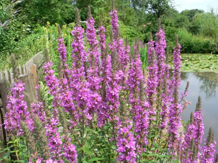 Foto von Gewöhnlicher Blutweiderich