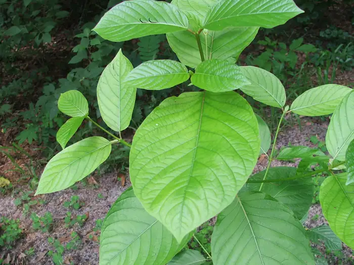 Zweig von Mitragyna speciosa (Kratom) mit dunkelgrünen, geaderten Blättern