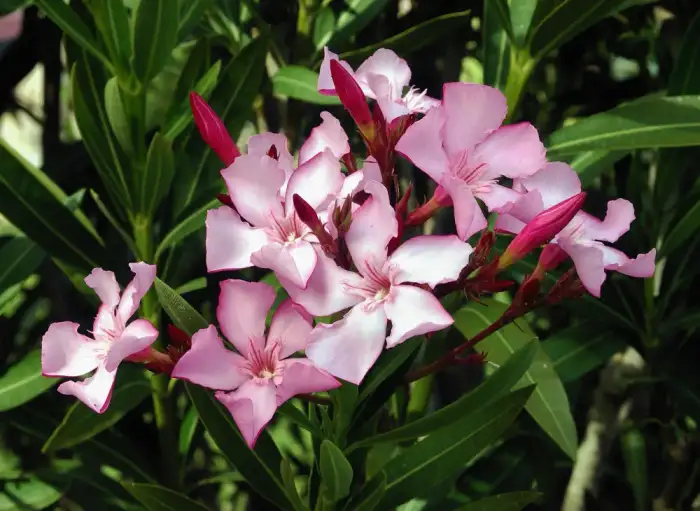 Foto von Oleander