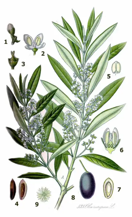 Foto von Olivenbaum