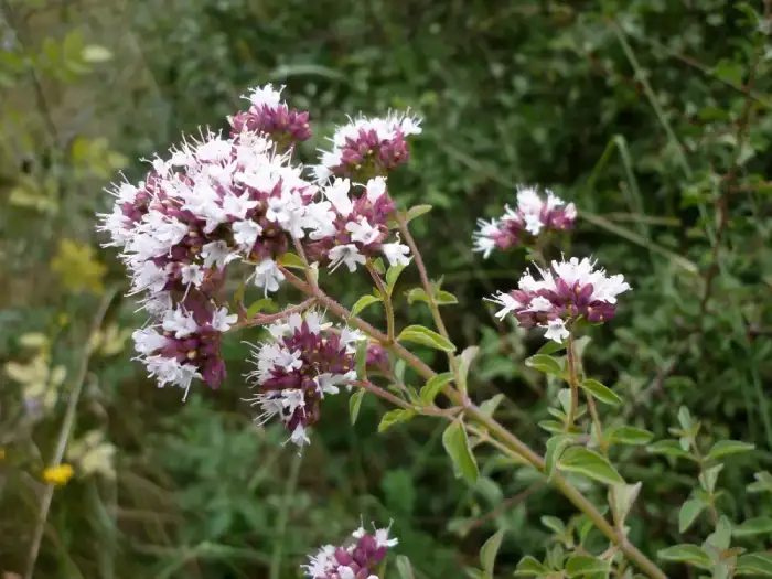 Foto von Oregano