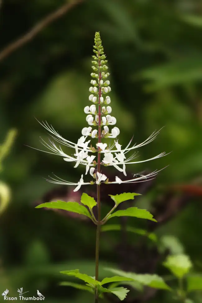 Blüten des Katzenbarts (Orthosiphon aristatus) mit den charakteristischen langen, weissen Staubblättern