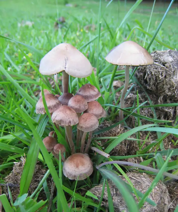 Mehrere braune Fruchtkörper des Dunkelrandigen Düngerlings (Panaeolus cinctulus) auf Tiermist.