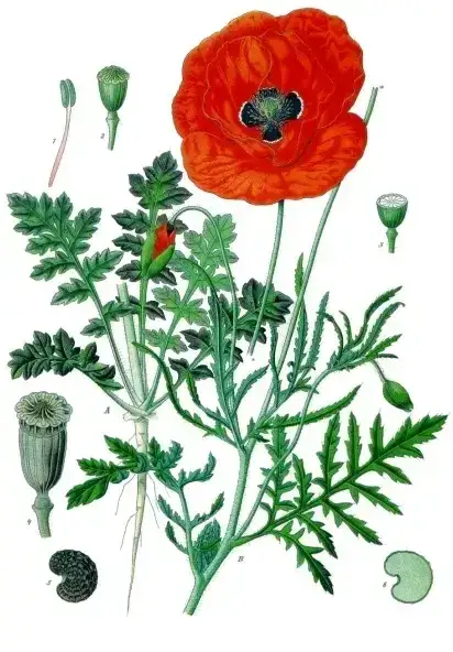 Foto von Klatschmohn