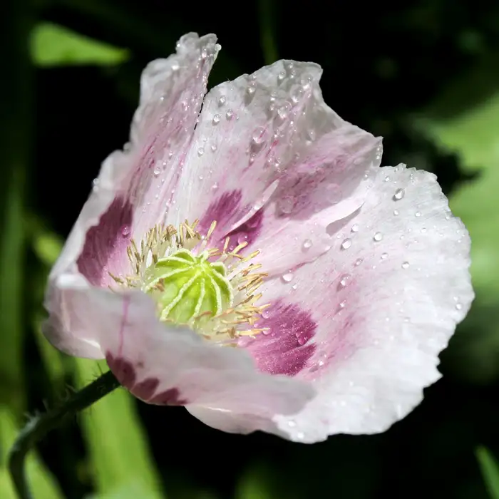 Violette Blüte des Schlafmohns (Papaver somniferum) mit Regentropfen.