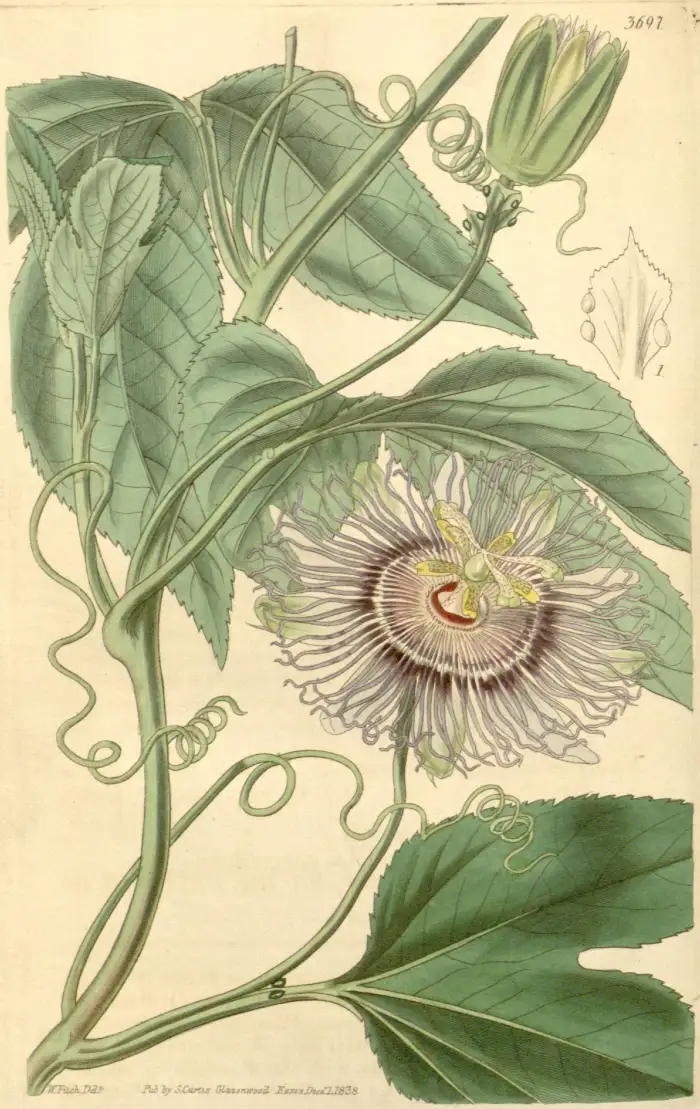 Kolorierte botanische Tafel der Passionsblume mit Blüte, Ranken und gelappten Blättern aus Curtis's Botanical Magazine