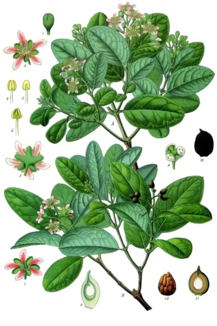 Botanische Tafel des Boldostrauchs mit männlicher und weiblicher Pflanze, Blüten, Früchten und Blütendetails
