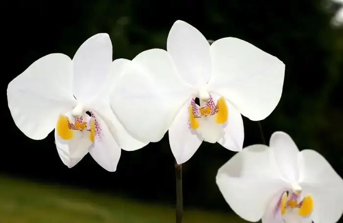 Foto von Phalaenopsis