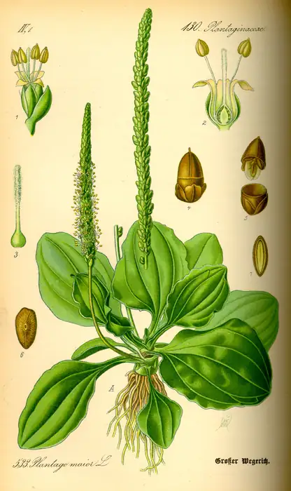 Botanische Tafel des Breitwegerichs (Plantago major) mit Blattrosette, Blütenähren und Samen