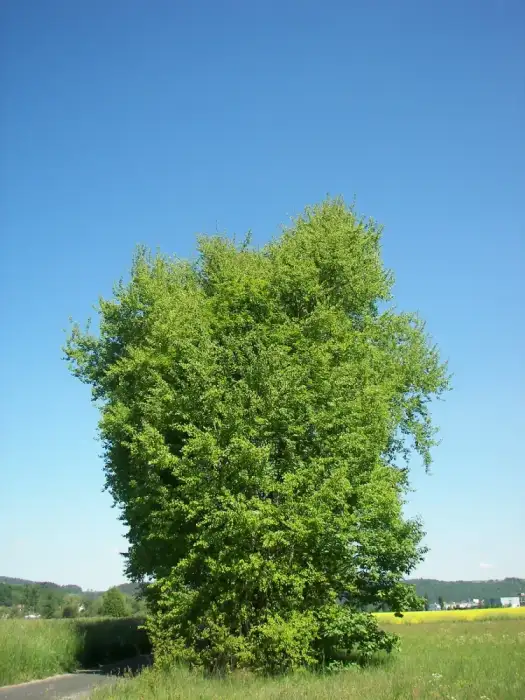 Foto von Espe