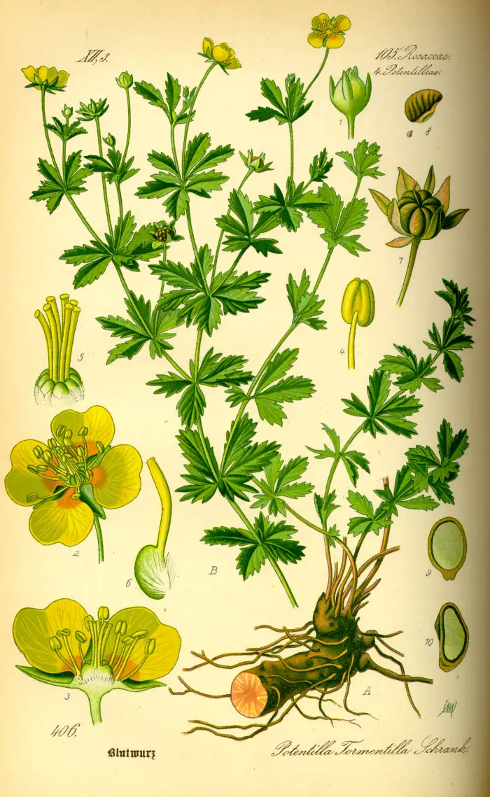 Botanische Tafel der Blutwurz aus Thomés Flora von Deutschland