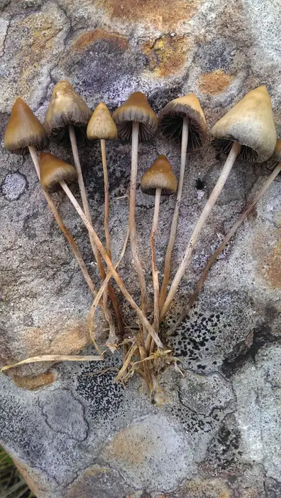 Mehrere frisch gepflückte Spitzkeglige Kahlköpfe (Psilocybe semilanceata) mit spitzkegeligem Hut auf einem Stein, fotografiert im norwegischen Hochland.