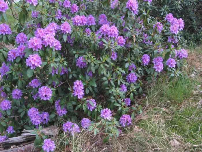 Foto von Pontischer Rhododendron