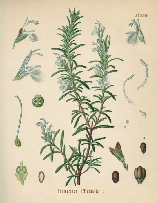 Foto von Rosmarin