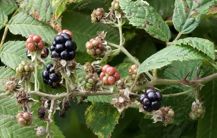 Foto von Brombeeren