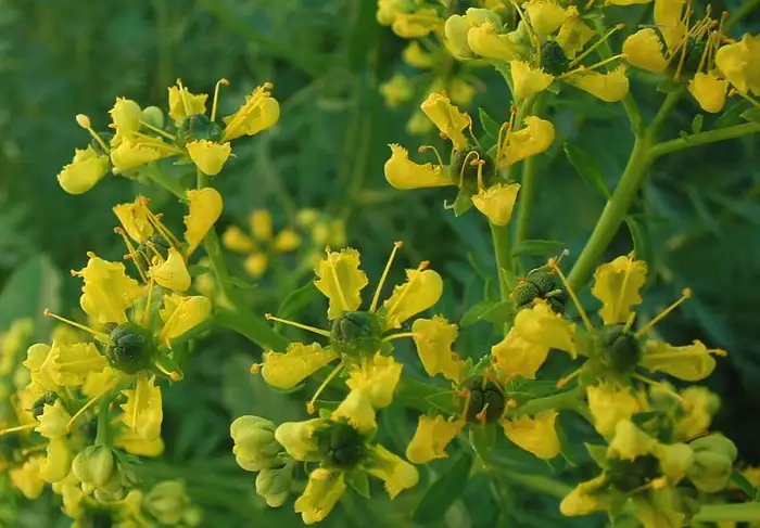 Blühende Weinraute (Ruta graveolens) mit blaugrünen gefiederten Blättern und gelben Blüten.