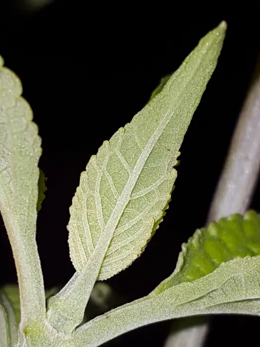 Unterseite eines jungen Blattes von Salvia divinorum mit deutlicher Blattaderung