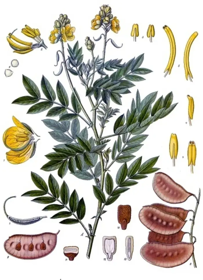 Botanische Illustration der Alexandrinischen Senna mit blühendem Zweig, Hülsenfrüchten und Blütendetails