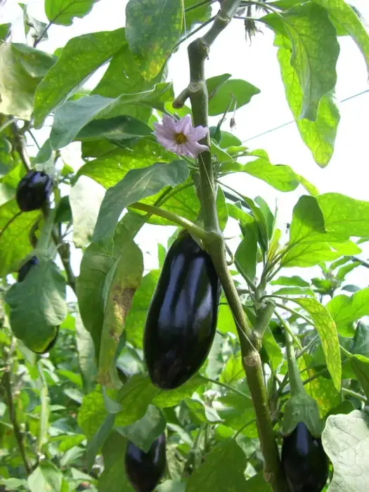 Foto von Aubergine