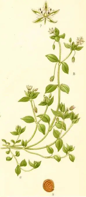 Botanische Tafel der Vogelmiere (Stellaria media) mit blühendem Sprossende, Frucht, Blüte und Samen
