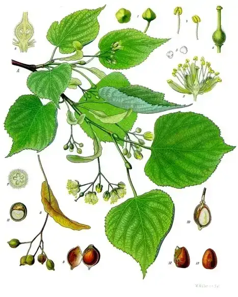 Foto von Winterlinde
