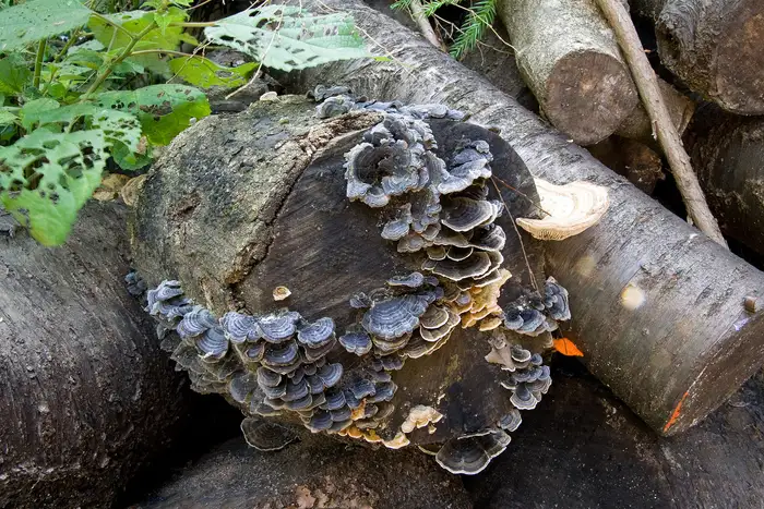 Mehrfarbig zonierte, schmetterlingsflügelartige Fruchtkörper der Schmetterlingstramete auf Totholz.