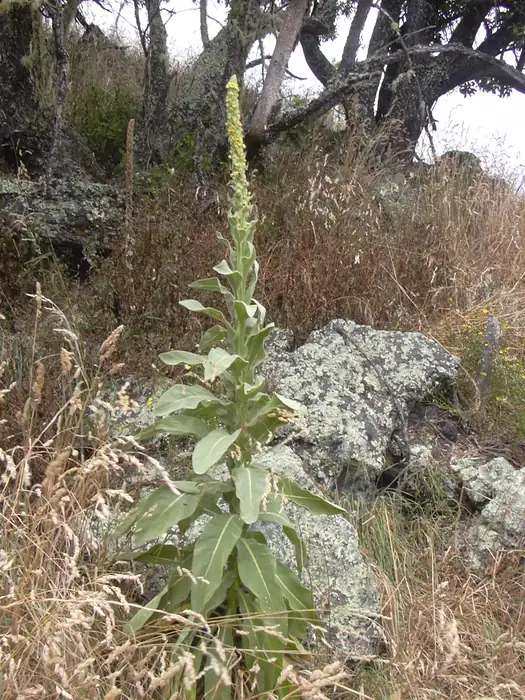 Gelb blühende Kleinblütige Königskerze (Verbascum thapsus) mit kerzenförmigem Blütenstand
