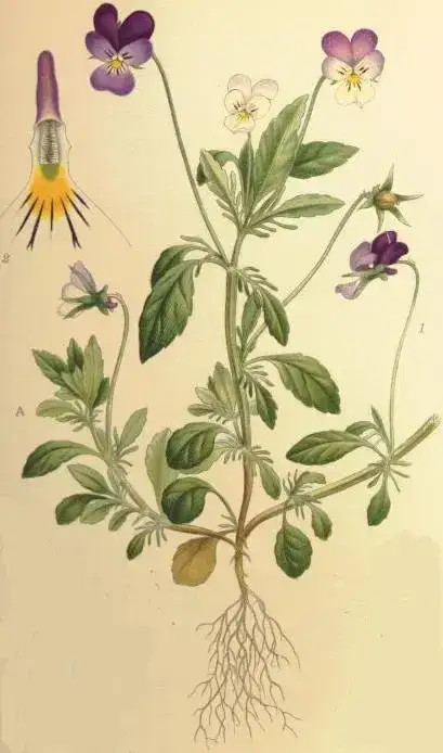 Foto von Wildes Stiefmütterchen