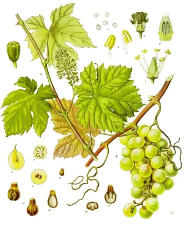 Botanische Tafel der Weinrebe (Vitis vinifera) mit Blättern, Blütenrispe und Traube aus Köhler's Medizinal-Pflanzen.
