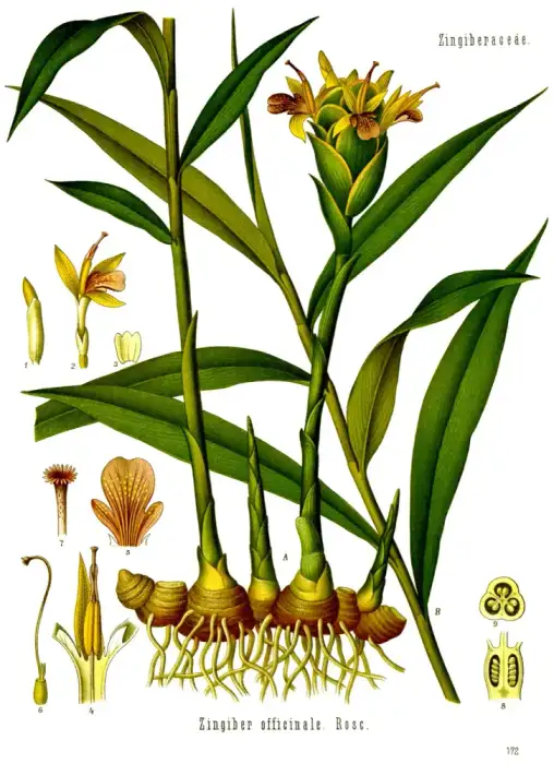 Foto von Ingwer
