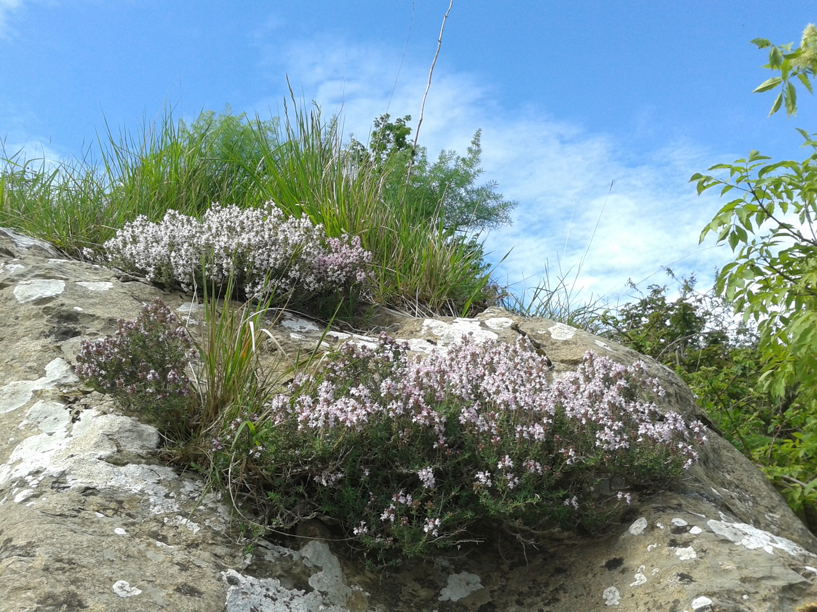 Foto von Echter Thymian