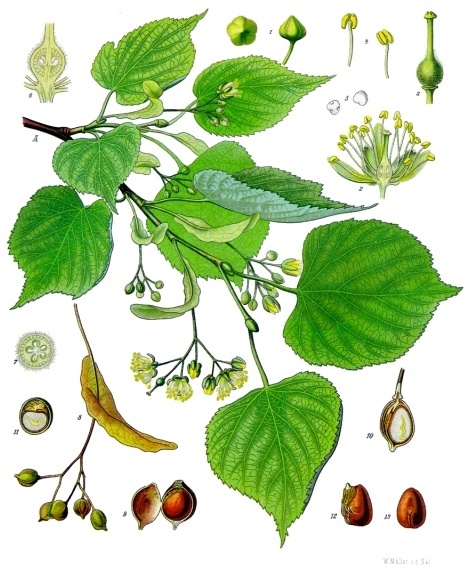 Foto von Winterlinde