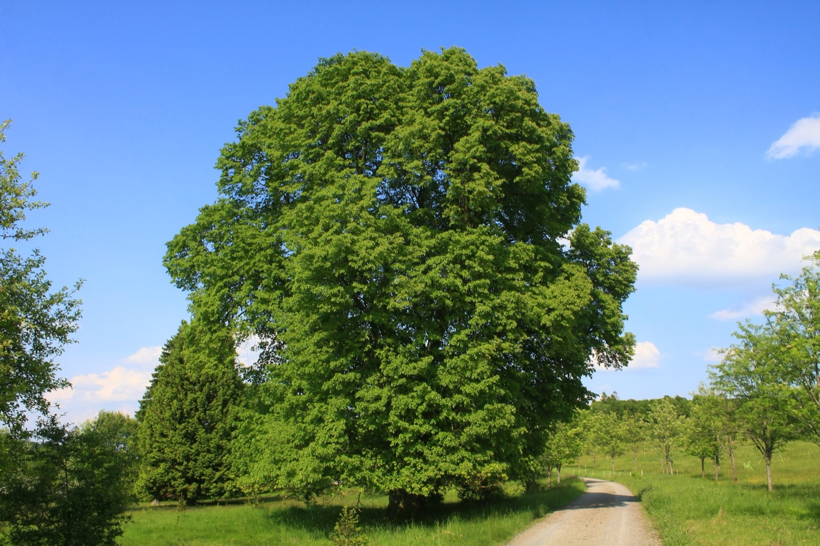 Foto von Sommerlinde
