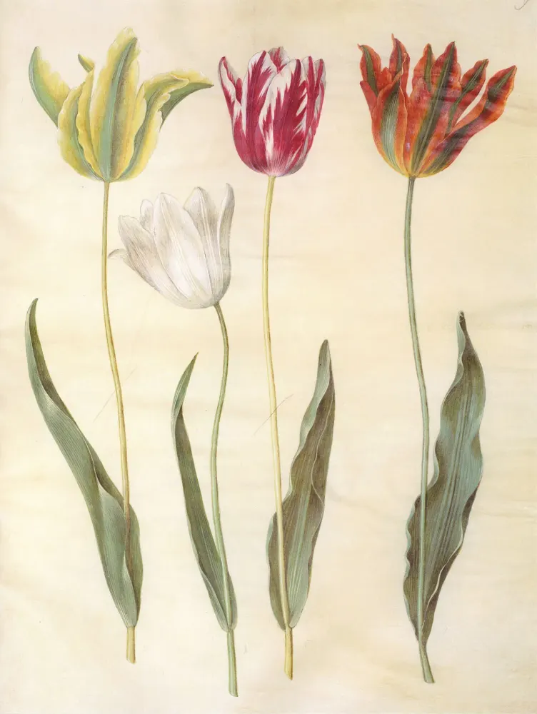 Foto von Garten-Tulpe