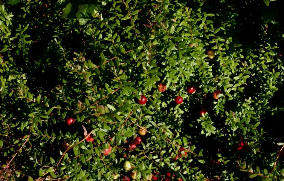 Kriechende Triebe der Großfrüchtigen Moosbeere mit reifen, leuchtend roten Cranberry-Früchten