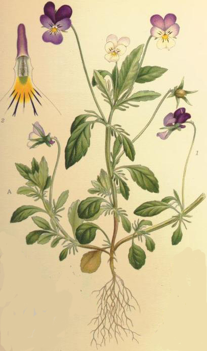 Foto von Wildes Stiefmütterchen