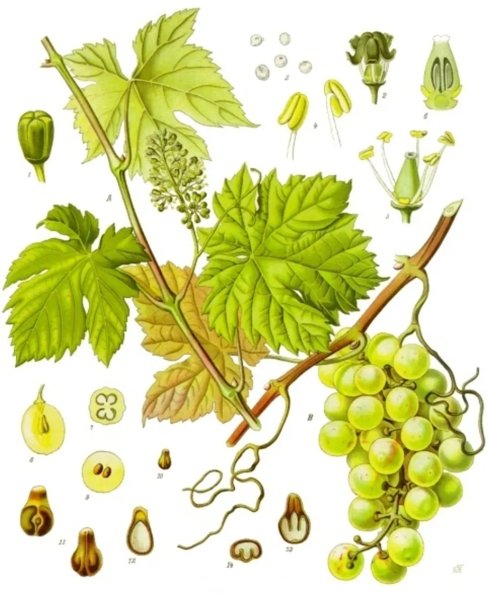 Botanische Tafel der Weinrebe (Vitis vinifera) mit Blättern, Blütenrispe und Traube aus Köhler's Medizinal-Pflanzen.