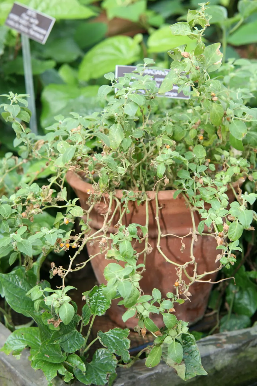 Withania somnifera (Ashwagandha) mit Blättern und roten Beeren in Hüllkelchen